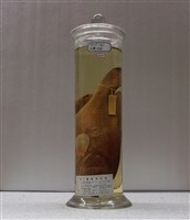 藏品(琉璃石斑魚)的圖片